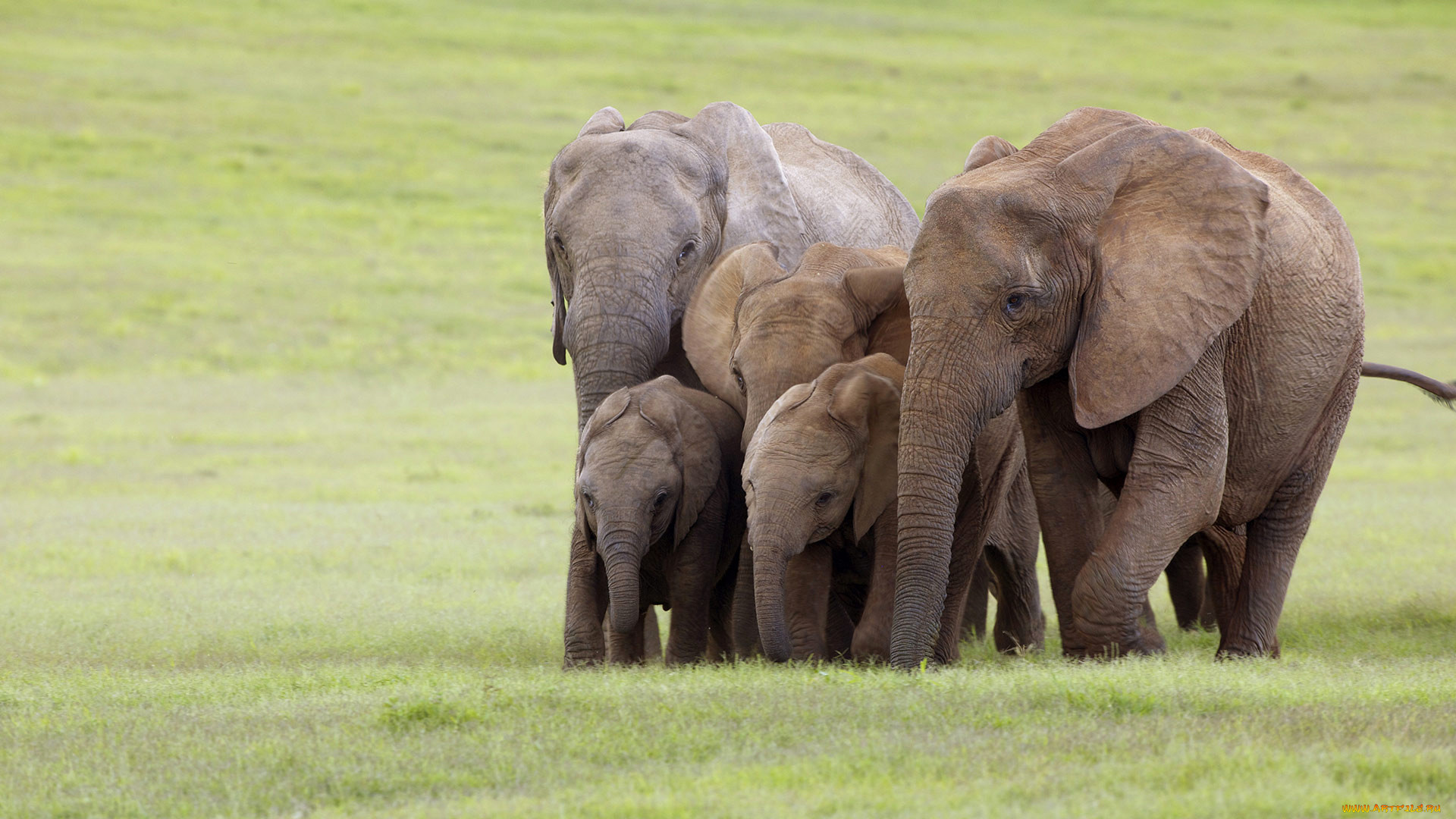 , , , , addo, national, elephant, park